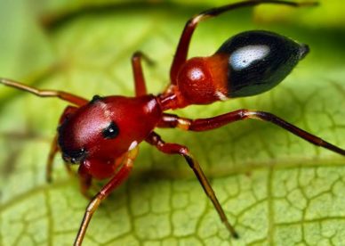 صور حشرة النمل الحمراء الخطيرة السامة Red Dangerous Ants Images-عالم الصور